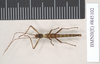 CollectionObject 1556915; 189dcee6-2134-42ab-bfc7-4be8c232d5e5, NHMUK(SF IMPORT DUPLICATE) 845102: copyright Natural History Museum, London. male (holotype). (CollectionObject).