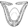 Aedeagus, ventral view: !! display not done !! on Ulopa reticulata (Fabricius, 1794): Aedeagus, ventral view. (Observation).