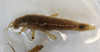 CollectionObject 1562865; b3aaad37-5dcb-4b7e-9826-da6f0c463840: copyright LEMQ, Lyman. female (paratype). (CollectionObject).;CollectionObject 1562866; 46a6ec65-ec25-4d7e-896b-451d1703ffcb: copyright LEMQ, Lyman. female (paratype). (CollectionObject).