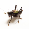 CollectionObject 1584853; 0ac38973-a848-4203-a037-8eb0fa95a197: male. (CollectionObject).