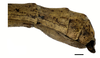 CollectionObject 1596258; 825f9f90-e348-4b8a-a1cc-9df1a3a6136e: copyright NKUM Nankai. female: end of abdomen, lateral view (holotype). (CollectionObject).