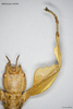CollectionObject 1588244; MNCN(SF IMPORT DUPLICATE) 110705, bc1708c3-463b-4c5b-a1bc-b53609e7eab1: copyright MNCN, Madrid. female, right foreleg, dorsal view (holotype). (CollectionObject).