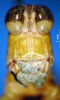 CollectionObject 1530711; 979a0570-4c68-43d3-a175-b5c6a55d76cb, DORSA SAeumbolHTM: male, frontal view (holotype of Eumastax boliviana). (CollectionObject).