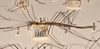 CollectionObject 1559063; 1ab55045-6245-4baf-8805-2651fe1f889e: copyright OUMNH. female, lateral view of Phasma (Bacteria) coenosum (holotype). (CollectionObject).
