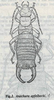 Mesochelidura apfelbecki (Werner, 1907): (Otu).