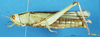 CollectionObject 1543103; 62aa5f2a-bb3b-4239-b59c-42b076b656d2: female, lateral view. (CollectionObject).