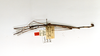 CollectionObject 1558395; 9b431d1f-323c-431b-b82e-647074b776ce: copyright ETHZ. male, lateral view of synonym Diardia relicta (paralectotype). (CollectionObject).
