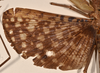 CollectionObject 1562320; 512ec891-ed0b-40be-a603-57135b9564e5: copyright OUMNH. female wings of Acrophylla enceladus (syntype). (CollectionObject).;CollectionObject 1562321; a0fe8cae-f149-464f-8193-36e5eba2400e: copyright OUMNH. female wings of Acrophylla enceladus (syntype). (CollectionObject).