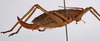 CollectionObject 1534552; ab409a91-6a6e-4d06-bb61-772477dd6f7f: female, lateral view (holotype). (CollectionObject).