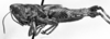 CollectionObject 1565814; 2b0a4d5e-1b52-46ff-bb6c-131688c9651c: Image Carbonell, C.S. female, lateral view (allotype). (CollectionObject).