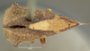 Habitus, dorsal view: !! display not done !! on Glossonotus univittatus (Harris, 1841): (Observation).