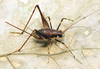 CollectionObject 1580085; f0cb809e-bb71-4fa4-9a49-6abc74814a86: adult female. (CollectionObject).