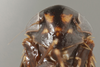 Head: !! display not done !! on Bobacella corvina (Horváth, 1903): Head/Face. (Observation).