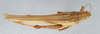 CollectionObject 2775427; d56600d1-9708-417e-9680-3b4779e28d60, CNCI 981680: Schistocerca shoshone. Dorsal View. (CollectionObject).