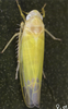 Habitus, dorsal view on Edwardsiana avellanae (Edwards, 1888): Abdomen, sternal apodemes, ventral view. (Observation).