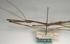 CollectionObject 1559576; 83d15f0c-9efe-47be-a0fe-7425452a31d3: copyright NMW, Vienna. male: head and thorax, lateral view (paralectotype). (CollectionObject).;CollectionObject 1559577; e48b5ebb-022b-44fb-8ae0-828b3cb20779: copyright NMW, Vienna. male: head and thorax, lateral view (paralectotype). (CollectionObject).