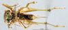 CollectionObject 1506737; 8b2e0279-703c-472b-b8ea-ec8c3845f93c: male, ventral view (holotype). (CollectionObject).