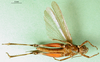 CollectionObject 1501342; 0f6a92ab-b56e-4542-af56-67e2f6735ef7, MfN 5546: female, ventral view (syntype of Gymnobothrus flavolineata). (CollectionObject).