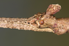 Onchestus ripperae Brock & Hasenpusch, 2022: copyright Beth Ripper. female head, lateral view. Qld, Eungella National Park, 20 December 2015. (Otu).