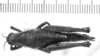 CollectionObject 1523927; 04babf88-2a85-452f-9018-53982cddcfa7: female, dorsal view (holotype). (CollectionObject).