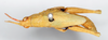 CollectionObject 1565604; da803db7-4b3f-4e3c-a597-0a5bcc0be9e4: female, dorsal view (lectotype of Pyrgomorpha brachyptera). (CollectionObject).