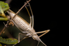 CollectionObject 2744368; 595836d6-5279-45db-9273-239c3a896bc2: Male. Ventral view. Cordillera de Nahuelbuta, Araucanía, Chile. Photo: Francisco Rivas. (CollectionObject).