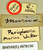 Platysilpha murina (Walker, 1868): Holotype, female, labels. BMNH(E)#878100. (Otu).