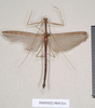CollectionObject 1562186; a63acc98-9c60-4a9c-8f85-f0067c7ff579: copyright Natural History Museum, London. male (syntype) [CHECK _ DESCRIBED AS FEMALE). (CollectionObject).