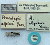 labels (syntype). Depicts CollectionObject 1520704; d61f7c61-8c8e-48db-b492-0ed007d695b5, a CollectionObject.