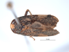 Habitus, dorsal view on Docalidia tuberculata Nielson, 1982: (Observation).
