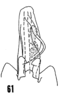 Pygofer, ventral view: (Observation).