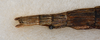CollectionObject 1561500; b08872f7-2846-45cf-94c8-a33a47b08cd3: copyright USNM, Washington. (CollectionObject).