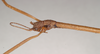 CollectionObject 1559510; NHMUK(SF IMPORT DUPLICATE) 844644, f79226dd-9d63-4f9b-9370-b210d5e0ca2f: copyright Natural History Museum, London. male: head, lateral view of Dixippus sodalis (holotype). (CollectionObject).
