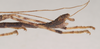 CollectionObject 1557212; NHMUK(SF IMPORT DUPLICATE) 844729, ec1666cf-b9a0-438f-a476-303482397e04: copyright Natural History Museum, London. male: end of abdomen, lateral view (holotype). (CollectionObject).