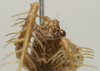 CollectionObject 1535207; b48c002c-6524-4fe9-a695-c76e009b76d3: female, frontal view (lectotype). (CollectionObject).