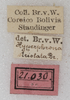 labels. Depicts CollectionObject 1566534; NMW 21030, f714c8f6-4ae4-4f3b-812e-d38efc65c2a4, a CollectionObject.