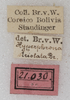 CollectionObject 1566534; NMW 21030, f714c8f6-4ae4-4f3b-812e-d38efc65c2a4: labels. (CollectionObject).