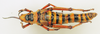 CollectionObject 1518444; c3451789-df95-4ac5-b864-46c937c6283d: female, dorsal view (holotype). (CollectionObject).