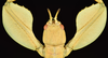 Walaphyllium zomproi (Grösser, 2001): copyright Montreal Insectarium. female, head and forelegs, New Guinea, Morobe, Aseki, ID by R. Cumming (no type). (Otu).