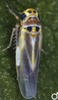 Habitus, dorsal view on Arboridia (Arboridia) pusilla (Ribaut, 1936): Habitus (male). (Observation).