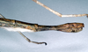CollectionObject 1560799; abc4d9f0-9b1b-495c-a1ef-2461404c66fb: copyright SAM, Adelaide. female: end of abdomen, lateral view of synonym Lopaphus macrotegmus (syntype). (CollectionObject).;CollectionObject 1560800; 2283537a-33f0-46db-b72f-041dedefe3ea: copyright SAM, Adelaide. female: end of abdomen, lateral view of synonym Lopaphus macrotegmus (syntype). (CollectionObject).