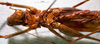 CollectionObject 1503300; MBBJ 3224944, 99c6e730-2d58-46ee-9245-ede2f8ca2371: female, ventral view. (CollectionObject).