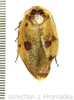 Gyna maculipennis (Schaum, 1853): (Otu).