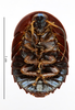CC BY-NC-ND 4.0/MNHN - Depraetere Marion - 2014. Type, female, of magnifica Shelford, 1907. Specimen number: MNHN-EP-EP1029. http://coldb.mnhn.fr/catalognumber/mnhn/ep/ep1029. Depicts CollectionObject 1587159; MNHN(SF IMPORT DUPLICATE) MNHN-EP-EP1029, 0aaa86c3-c807-42ba-ae09-fc46f4e717f2, a CollectionObject.