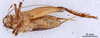 CollectionObject 1522765; dcb6ed4f-2c59-46d1-a472-dc9394a883e7: Male, ventral view (holotype). (CollectionObject).