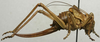 CollectionObject 1535980; 96e6f6d8-f39b-4c4b-b52d-d39306bc0feb: female, lateral view (syntype). (CollectionObject).