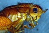 CollectionObject 1580114; f70ac613-4db9-4401-ab92-0f333d22da5b: female, head and pronotum, lateral view (paratype). (CollectionObject).