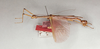 CollectionObject 1561896; b1e0f25e-5247-4914-80cf-a88fb84ce470: copyright Oliver Zompro. male (syntype). (CollectionObject).