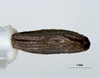 Ramulus ussurianus (Bey-Bienko, 1960): copyright Sergey Storozhenko. Egg, dorsal view. (Otu).