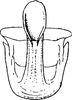 Aedeagus, ventral view: Aedeagus, ventral view. (Observation).